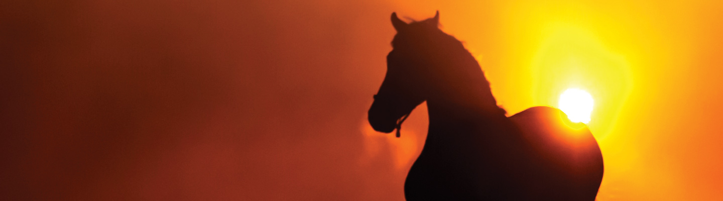 horse with sunrise